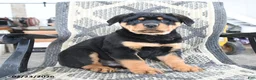 Rottweiler dogs for sale: Denis - Ad 1