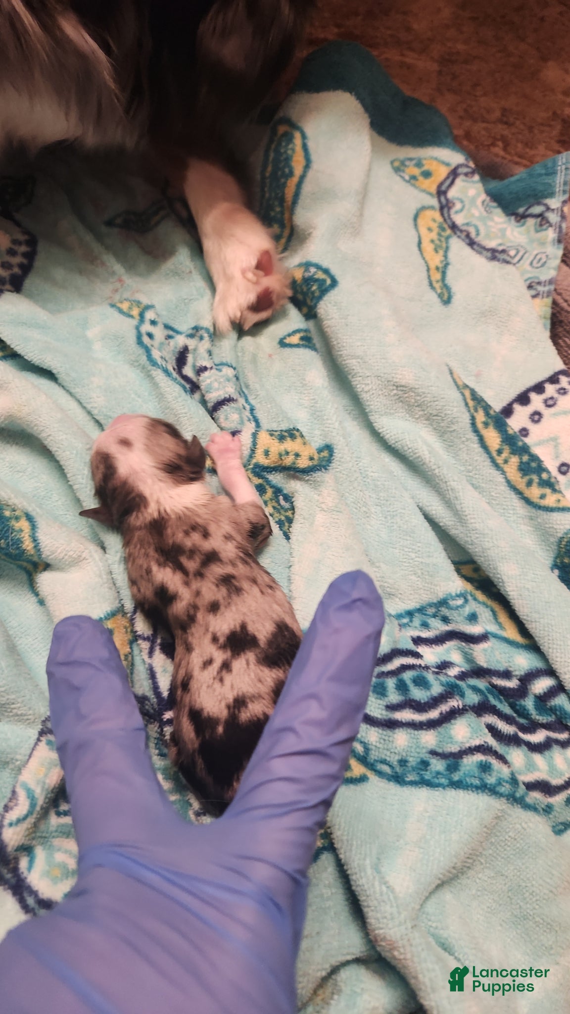 Miniature Australian Shepherd dogs Miniature Australian Shepherd Puppy 4 - Ad 6