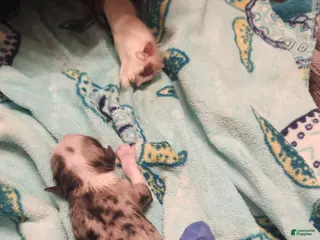 Miniature Australian Shepherd dogs Miniature Australian Shepherd Puppy 4 - Ad 39