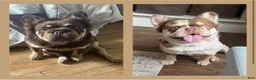 French Bulldog dogs for sale: Gengar - Ad 3