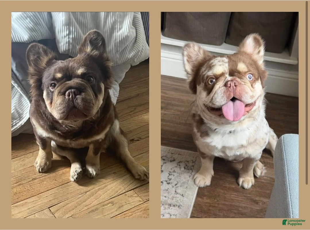 French Bulldog dogs for sale: Gengar - Ad 3
