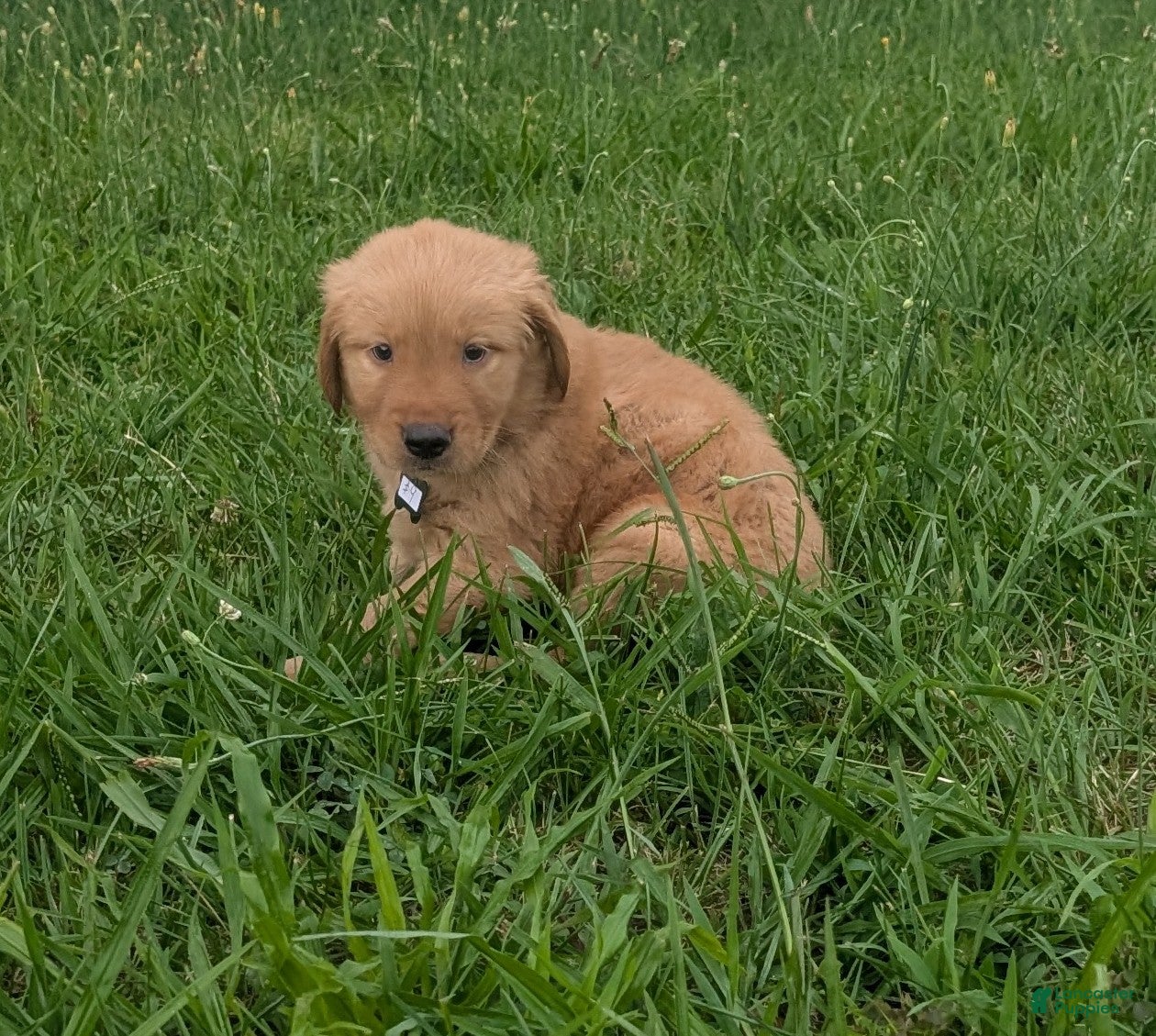 Golden Retriever dogs Cooper - Ad 1