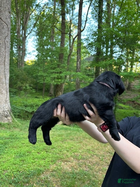 Mixed Breed dogs for sale: Kiara - Ad 2