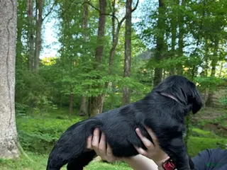 Mixed Breed dogs for sale: Kiara - Ad 2