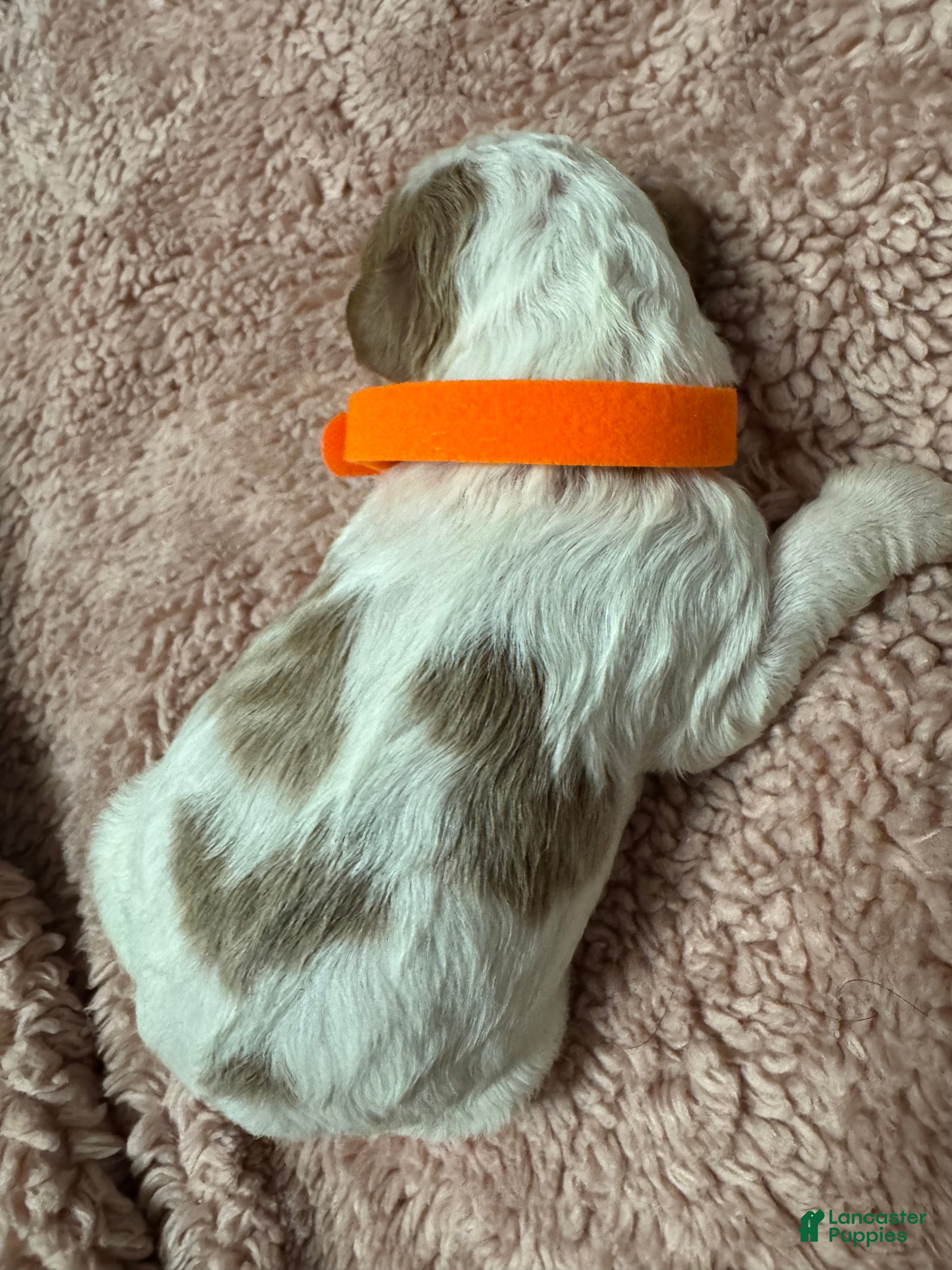 Goldendoodle dogs Goldendoodle 2 - Ad 2