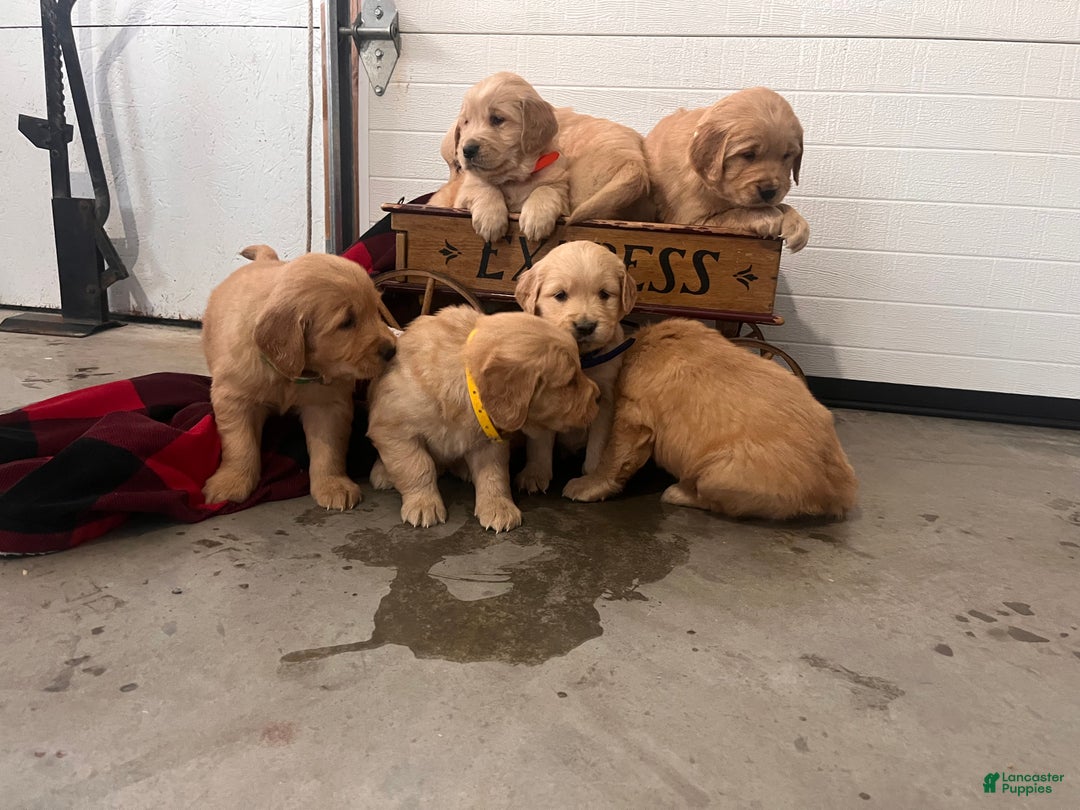 Standard Poodle dogs for sale: Mango🐾❤️AKC Genetic Tested🐾❤️6108066386 - Ad 8