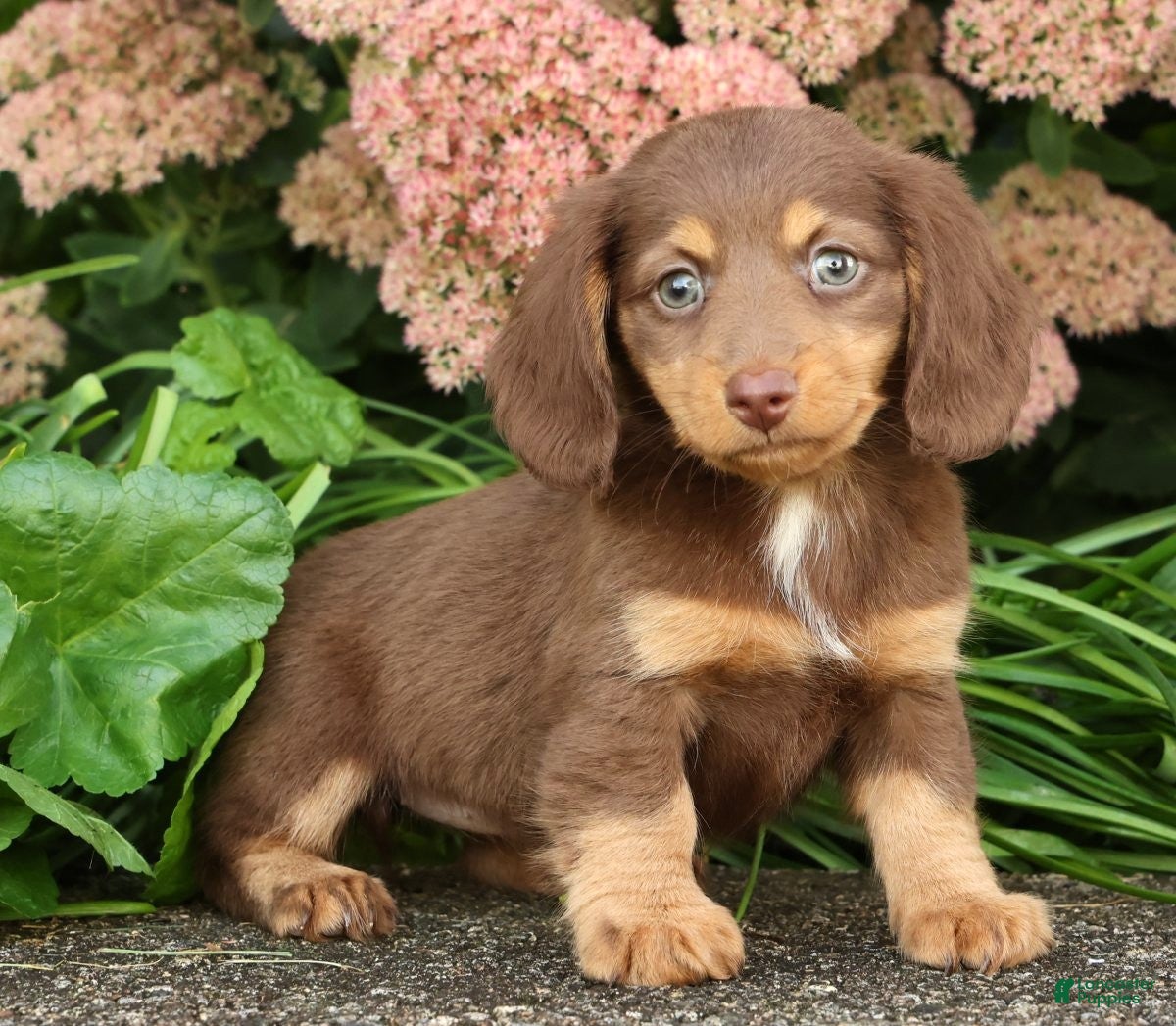 Miniature Dachshund dogs Dawna - Ad 2