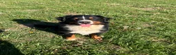 Bernese Mountain Dog dogs for sale: Green collar- Scruffy  - Ad 8