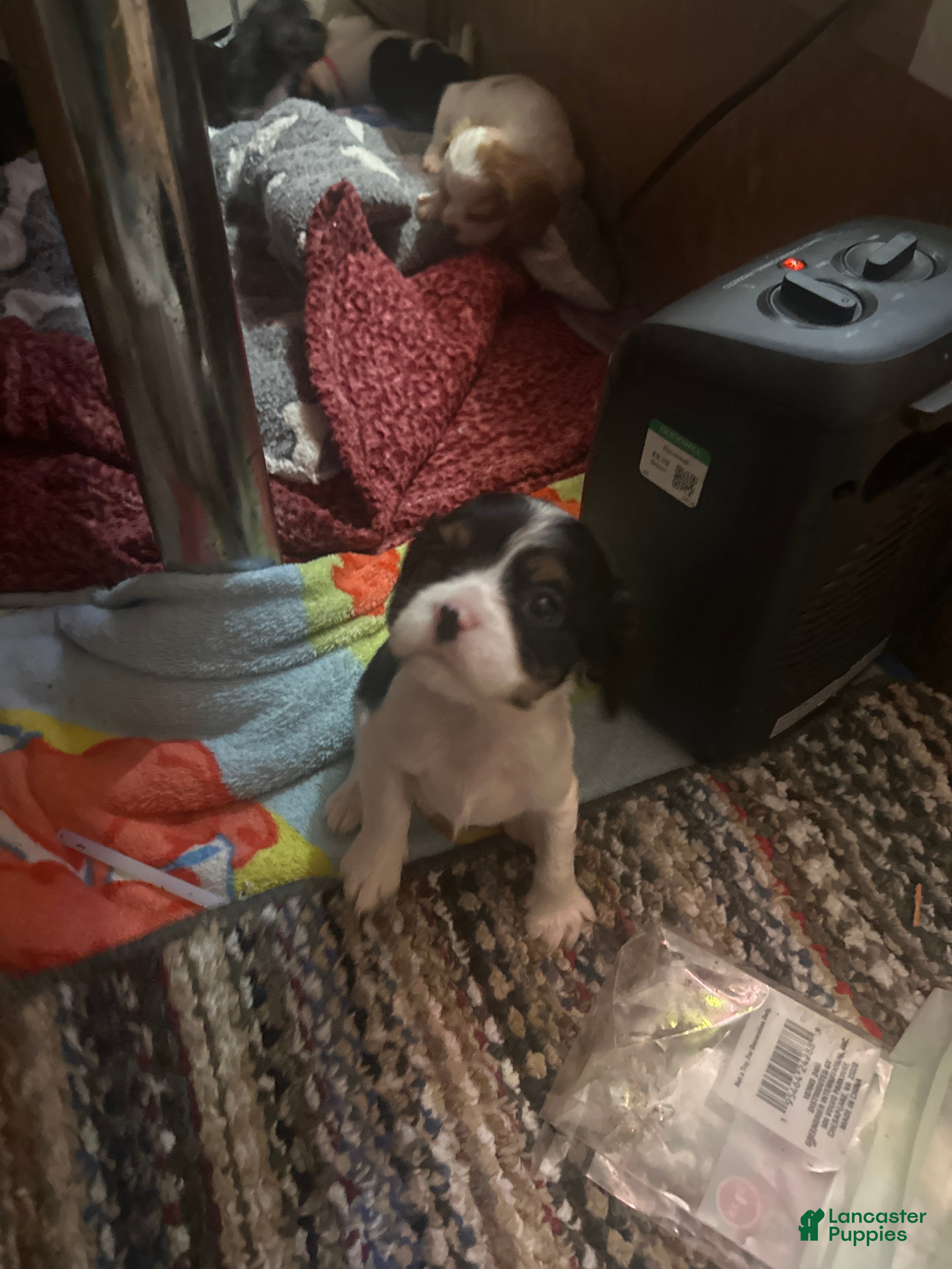 Cavalier King Charles Spaniel dogs Cavalier King Charles Spaniel litter of 7 puppies - Ad 5