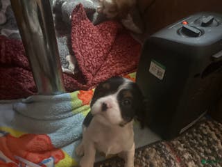 Cavalier King Charles Spaniel dogs Cavalier King Charles Spaniel litter of 7 puppies - Ad 1