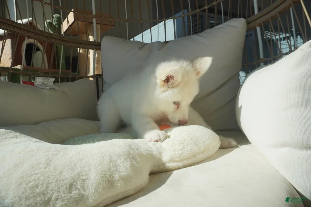 Alaskan Malamute dogs for sale: Melon - Ad 10