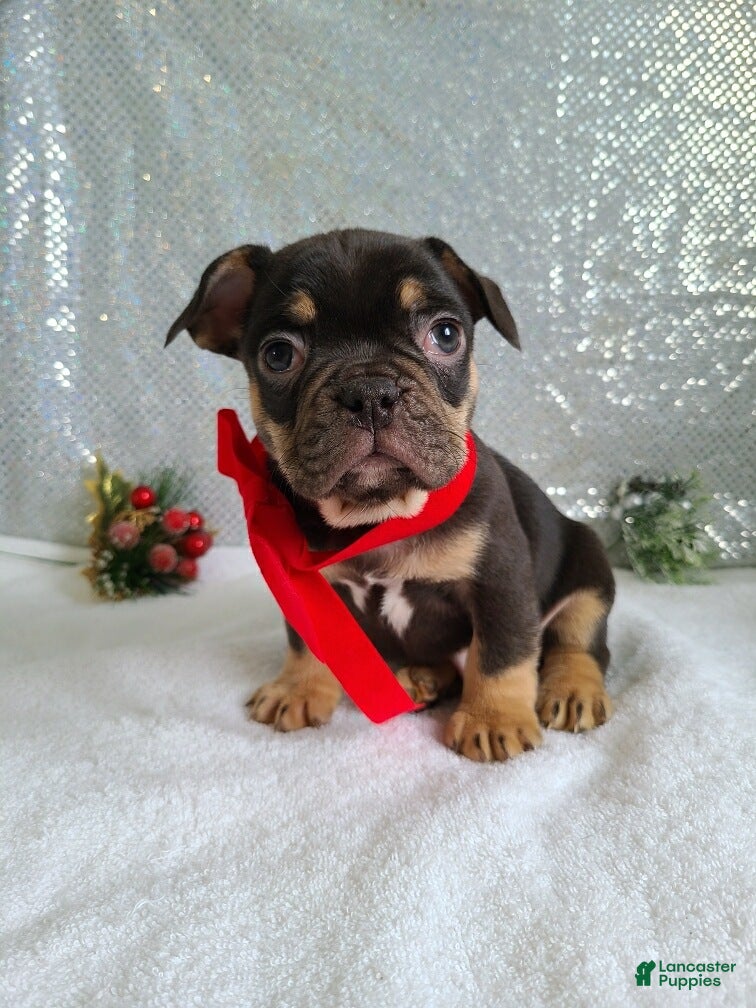 French Bulldog dogs Snickers - Ad 19