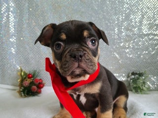 French Bulldog dogs Snickers - Ad 10