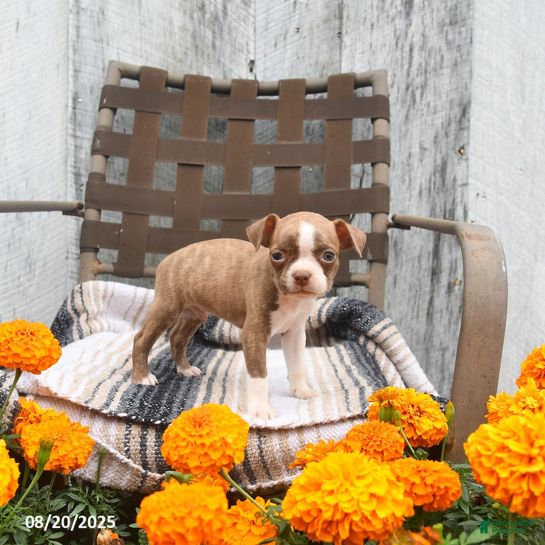 Boston Terrier dogs for sale: Asher - Ad 1