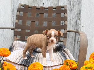 Boston Terrier dogs Asher - Ad 27