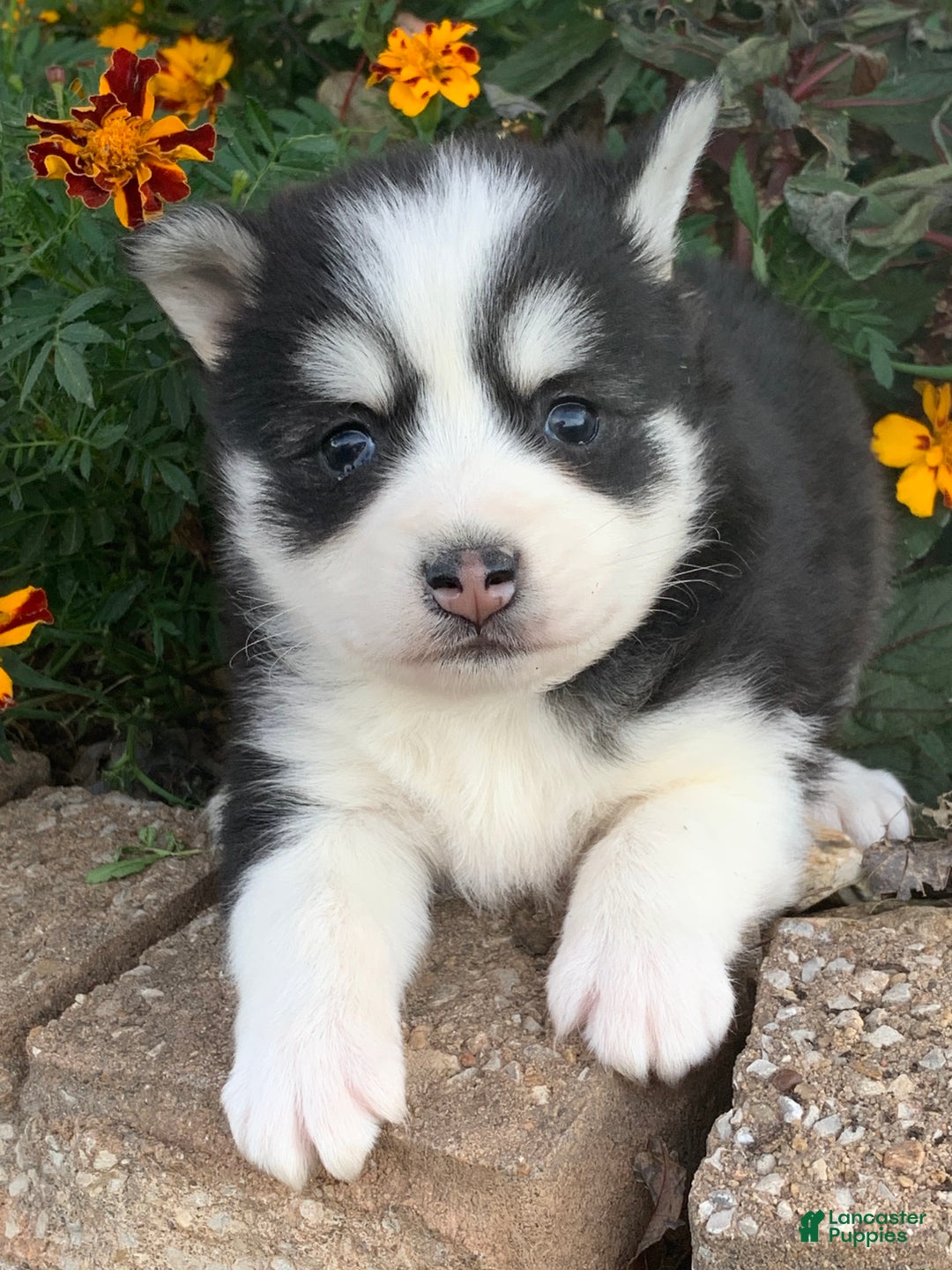 Alaskan Klee Kai dogs for sale: 🎄Wolf is reserved…Check out our other puppies! - Ad 8