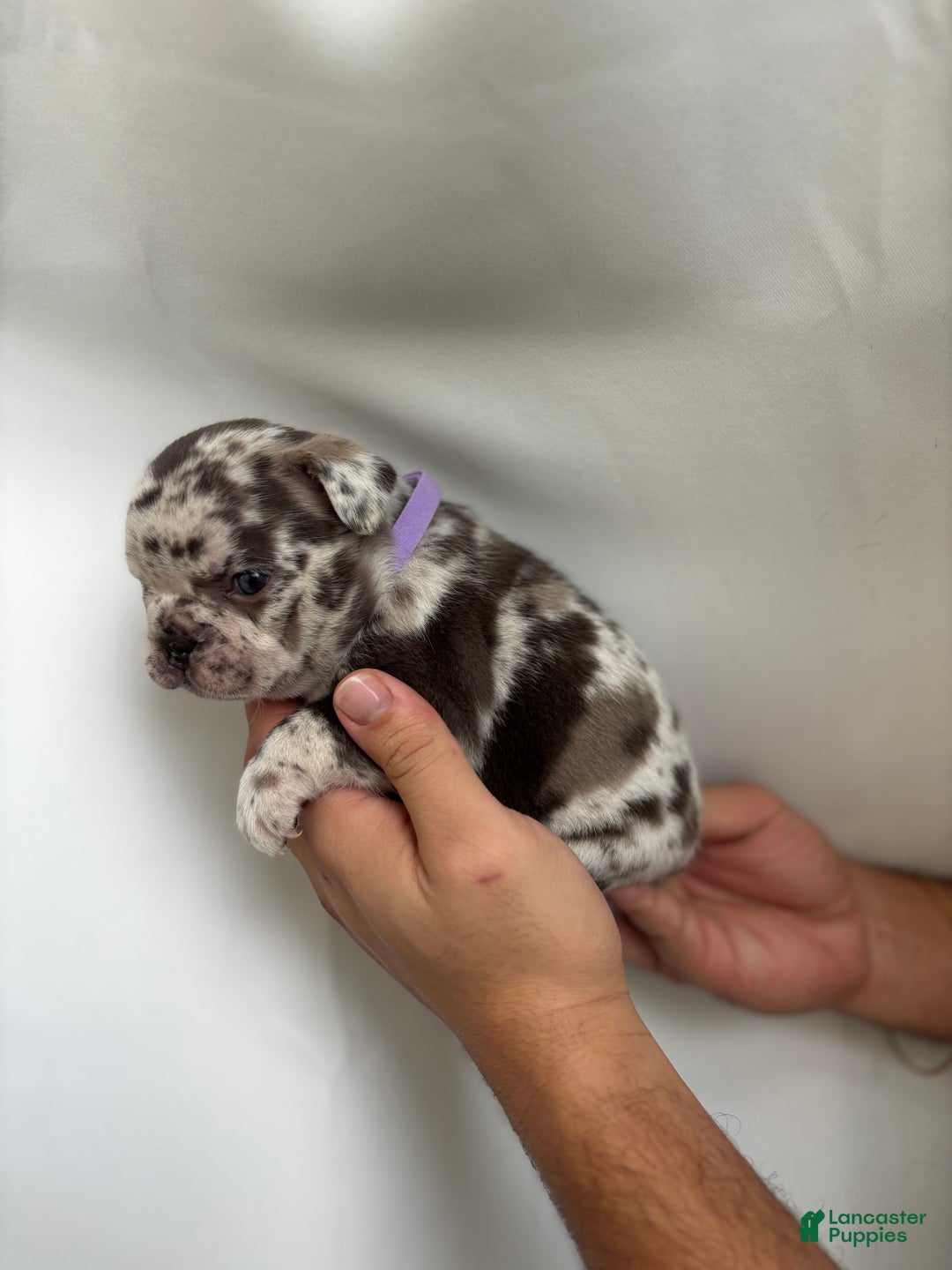 French Bulldog dogs for sale: Rain - Ad 3