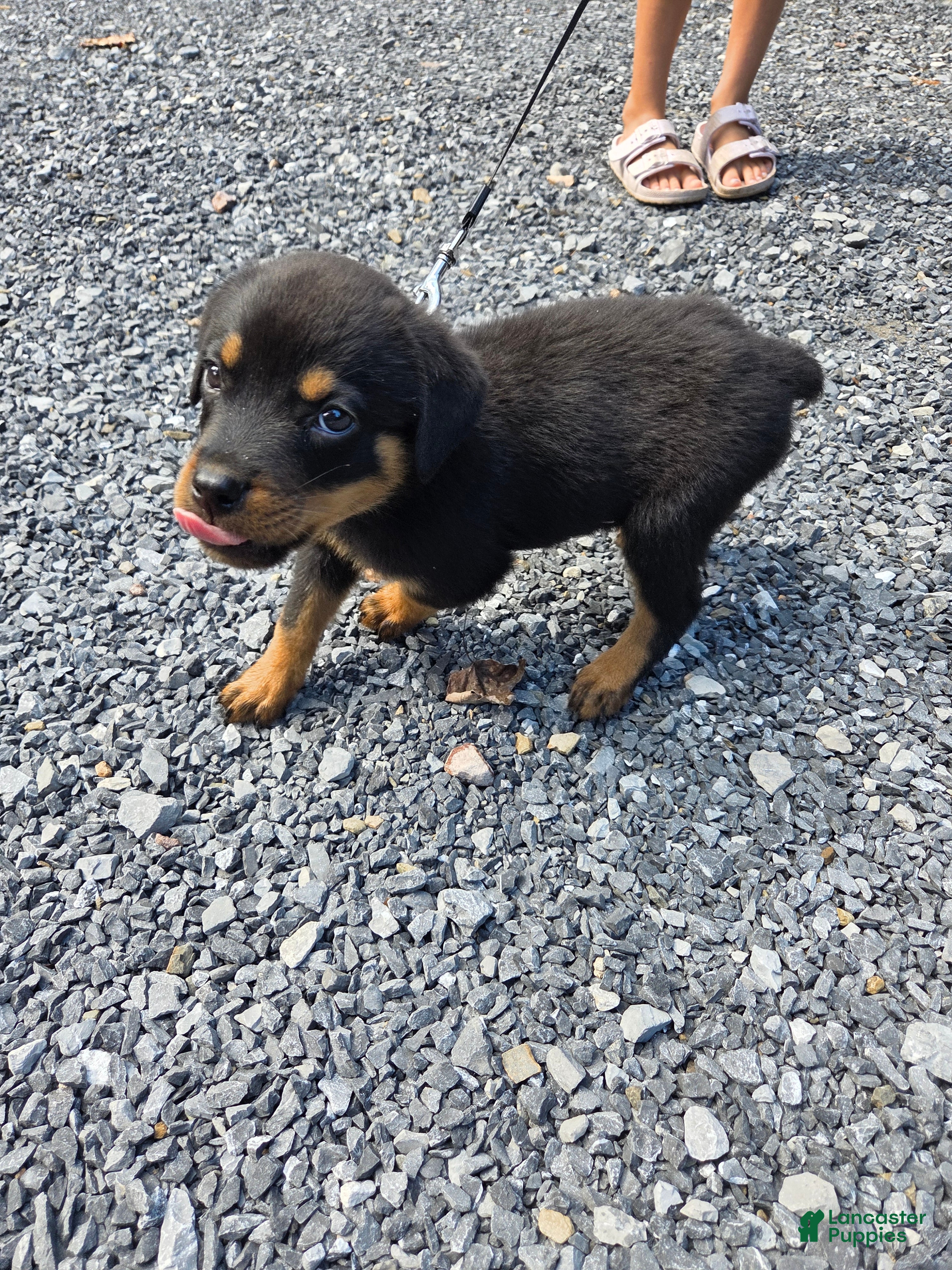 Rottweiler dogs Clover - Ad 2
