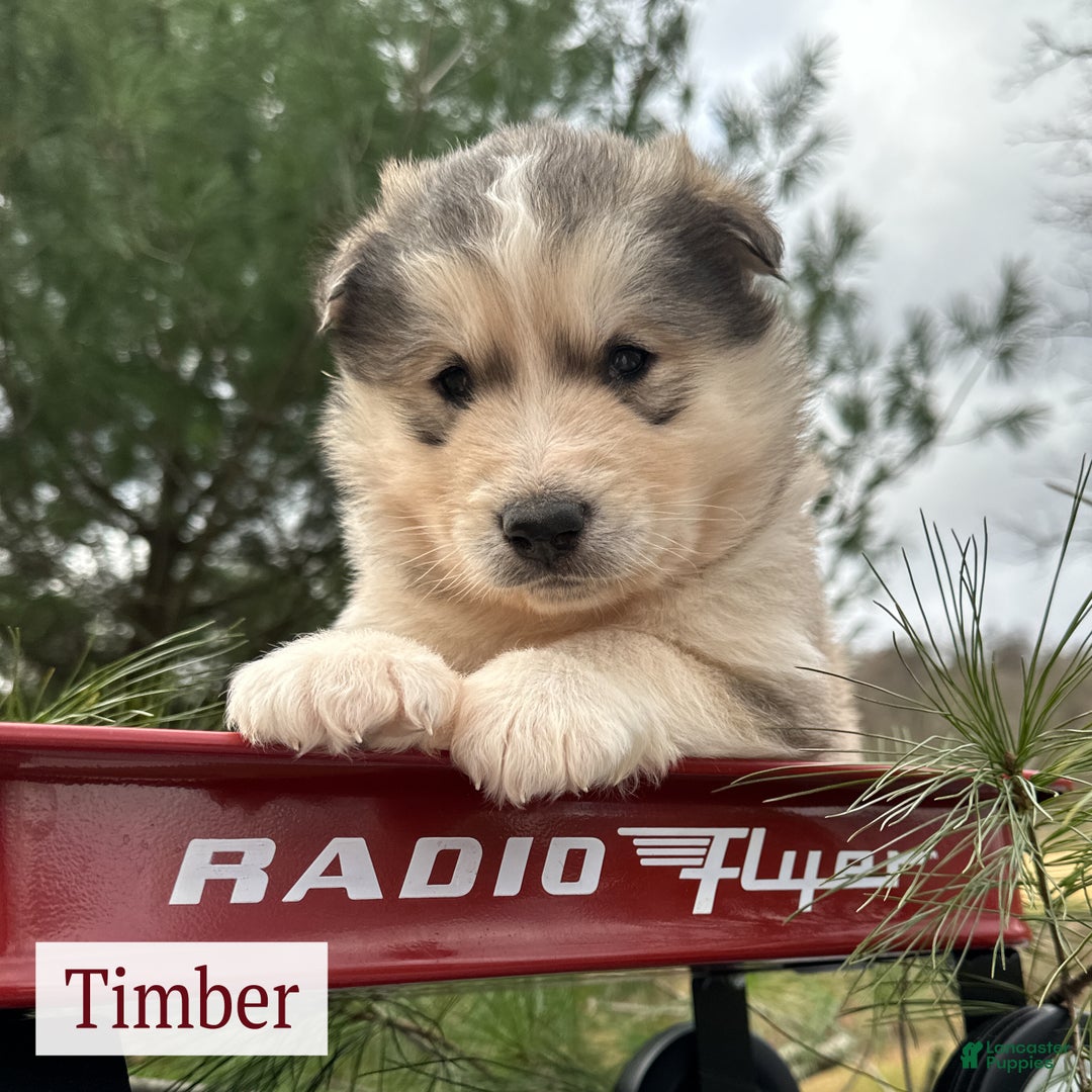 Alaskan Malamute dogs for sale: Timber - Ad 2