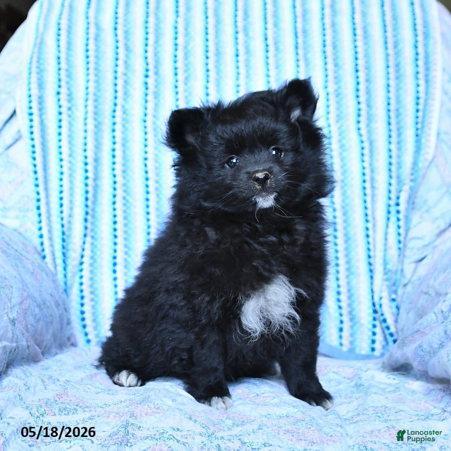 Pomeranian dogs Starburst - Ad 1