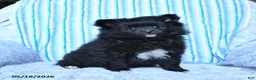 Pomeranian dogs for sale: Starburst - Ad 5
