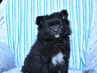 Pomeranian dogs for sale: Starburst - Ad 4
