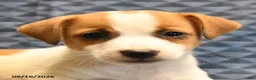 Jack Russell Terrier dogs for sale: Rex - Ad 2