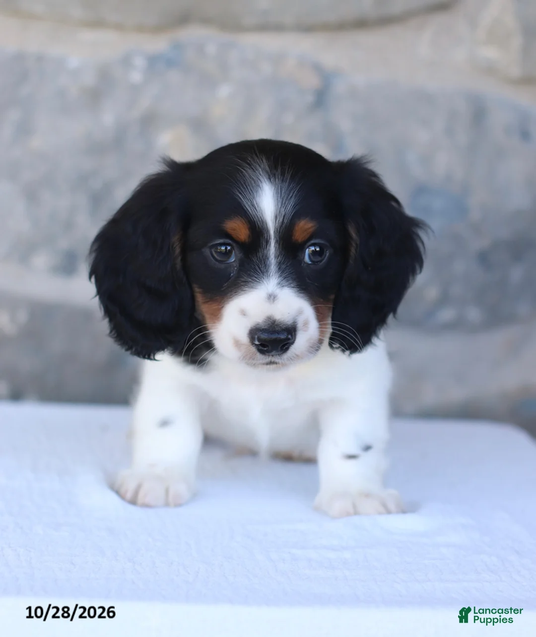 Dachshund dogs for sale: Eldon - Ad 1