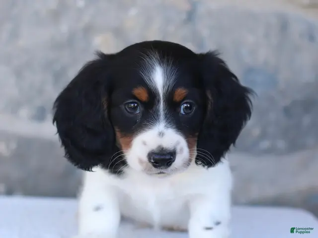 Dachshund dogs for sale: Eldon - Ad 1