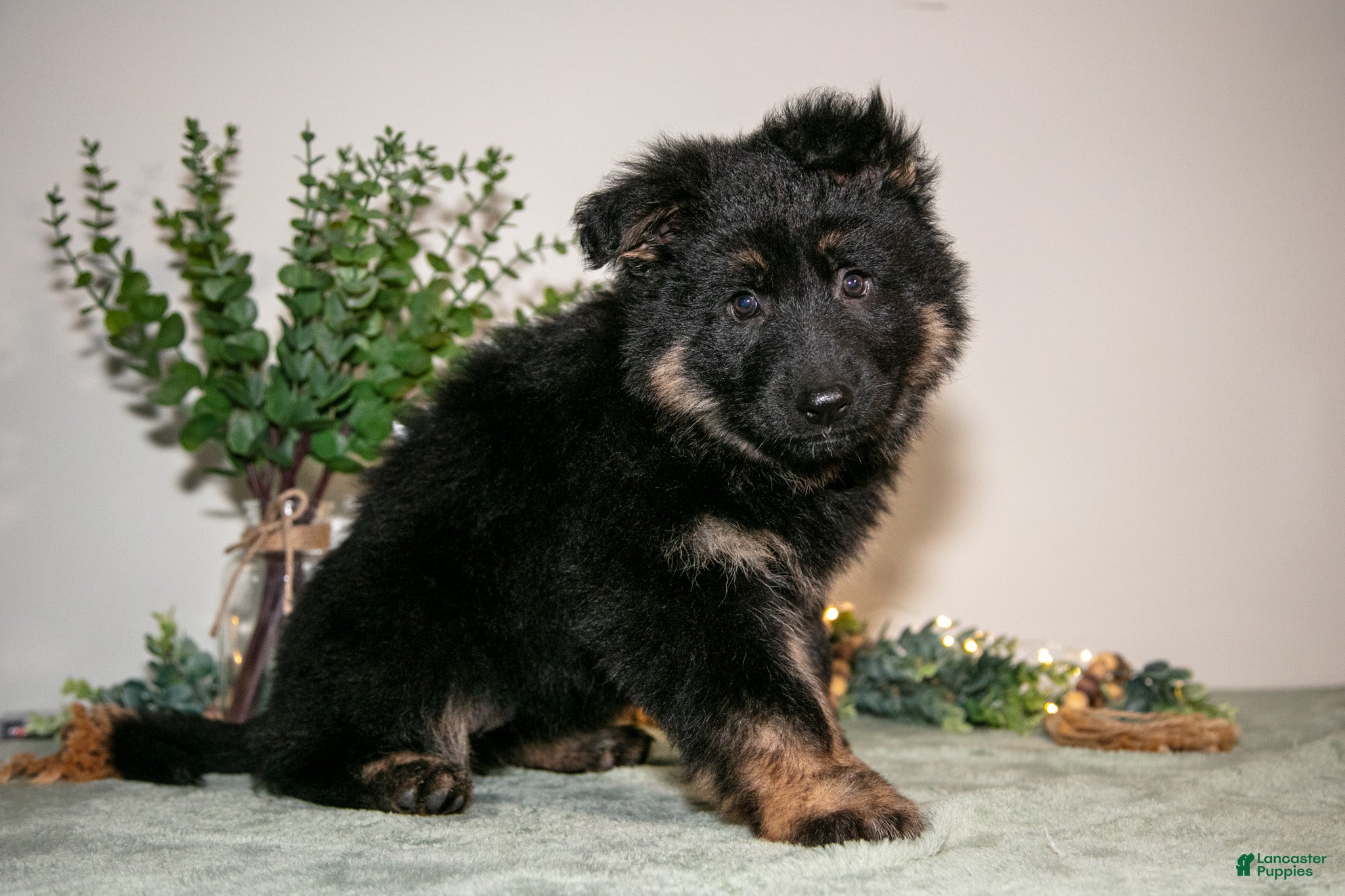 German Shepherd dogs Lily - Ad 1