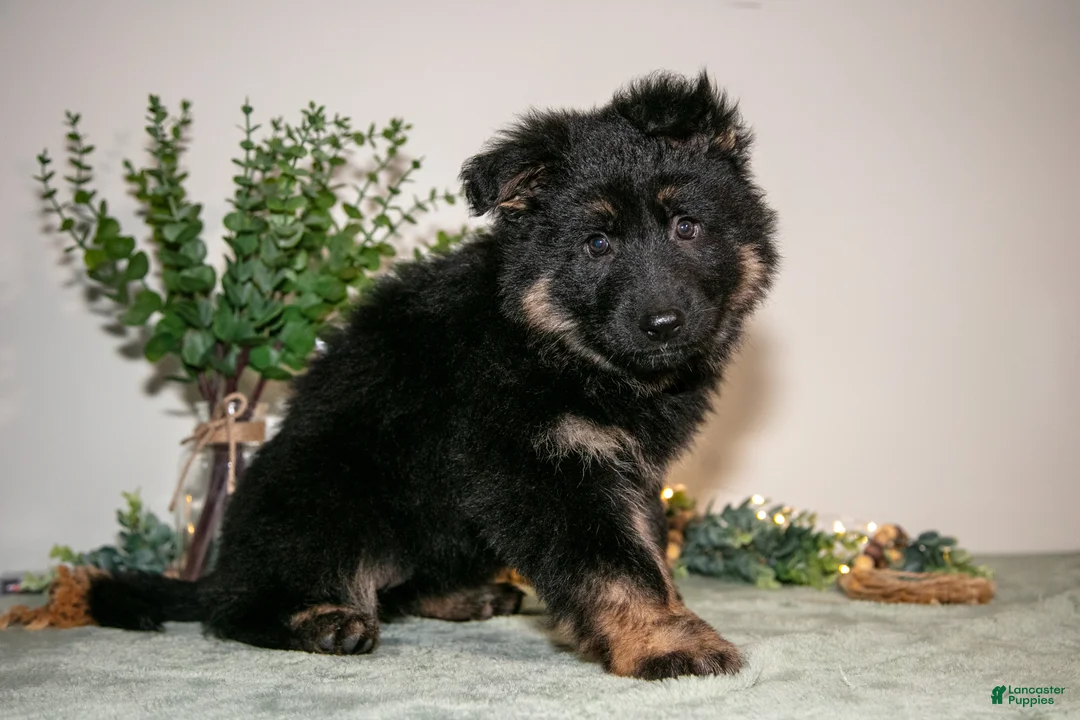 German Shepherd dogs for sale: Lily - Ad 1