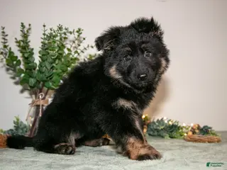 German Shepherd dogs for sale: Lily - Ad 1