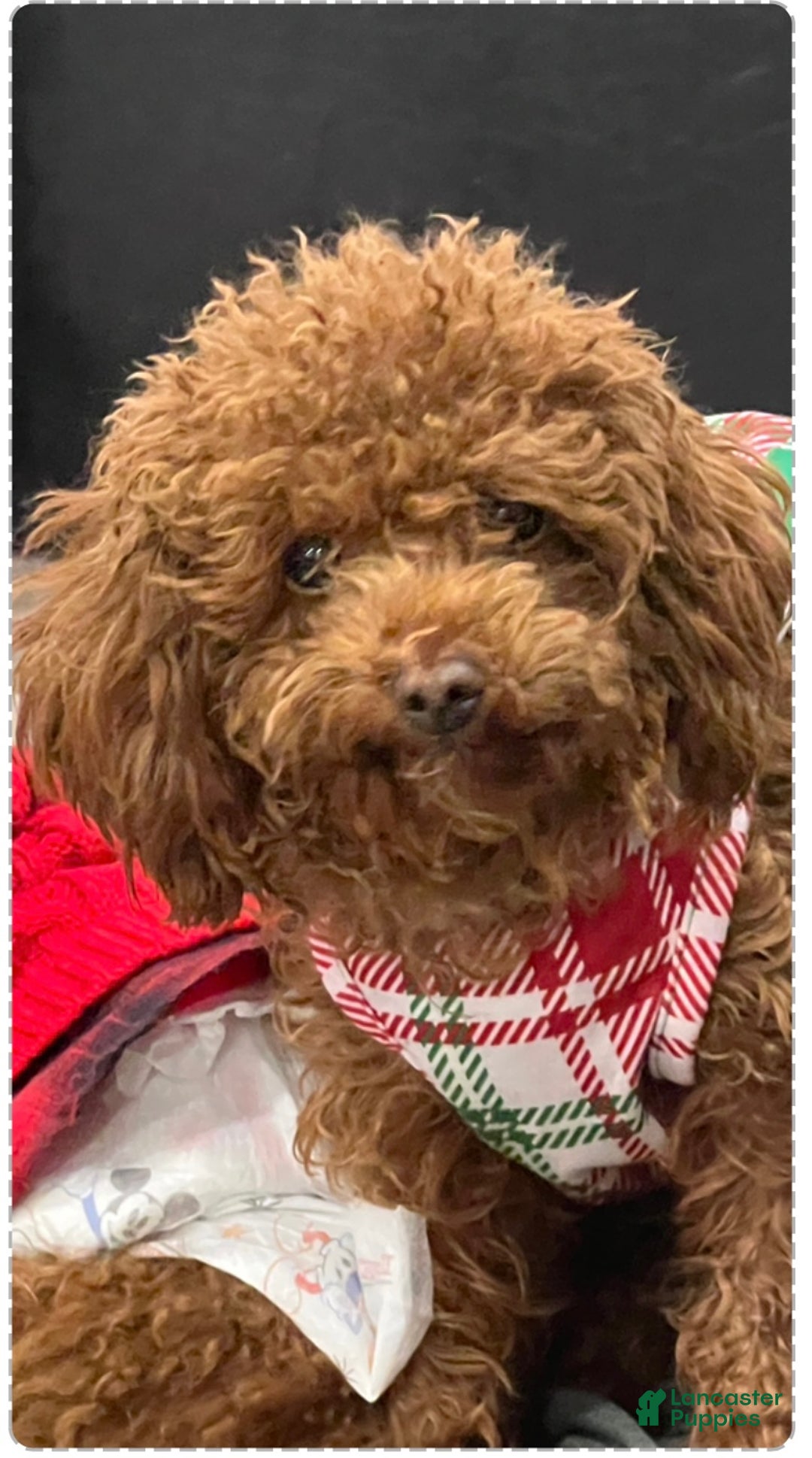 Toy Poodle dogs for sale: Toy Poodle Puppy 1 - Ad 4