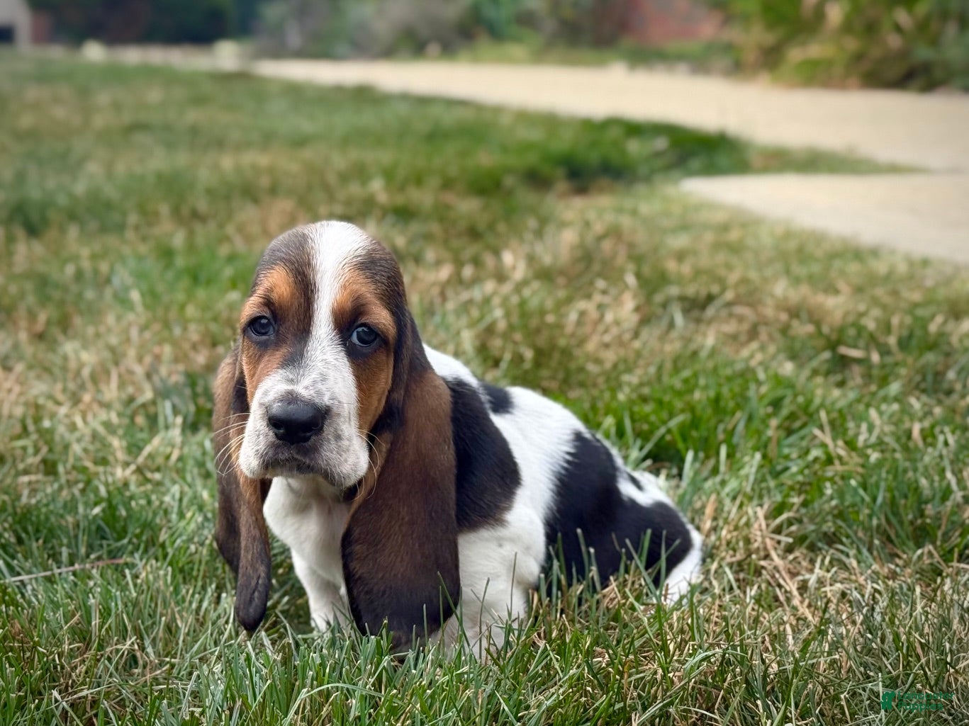 Basset Hound dogs Snoopy - Ad 1