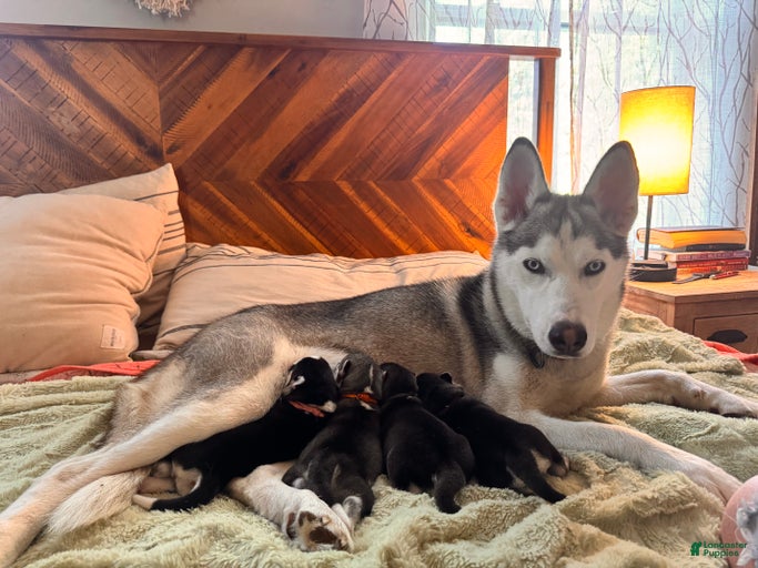 Gallery Image {{count}}