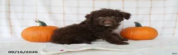 Mini Aussiedoodle dogs for sale: Barkley - Ad 3