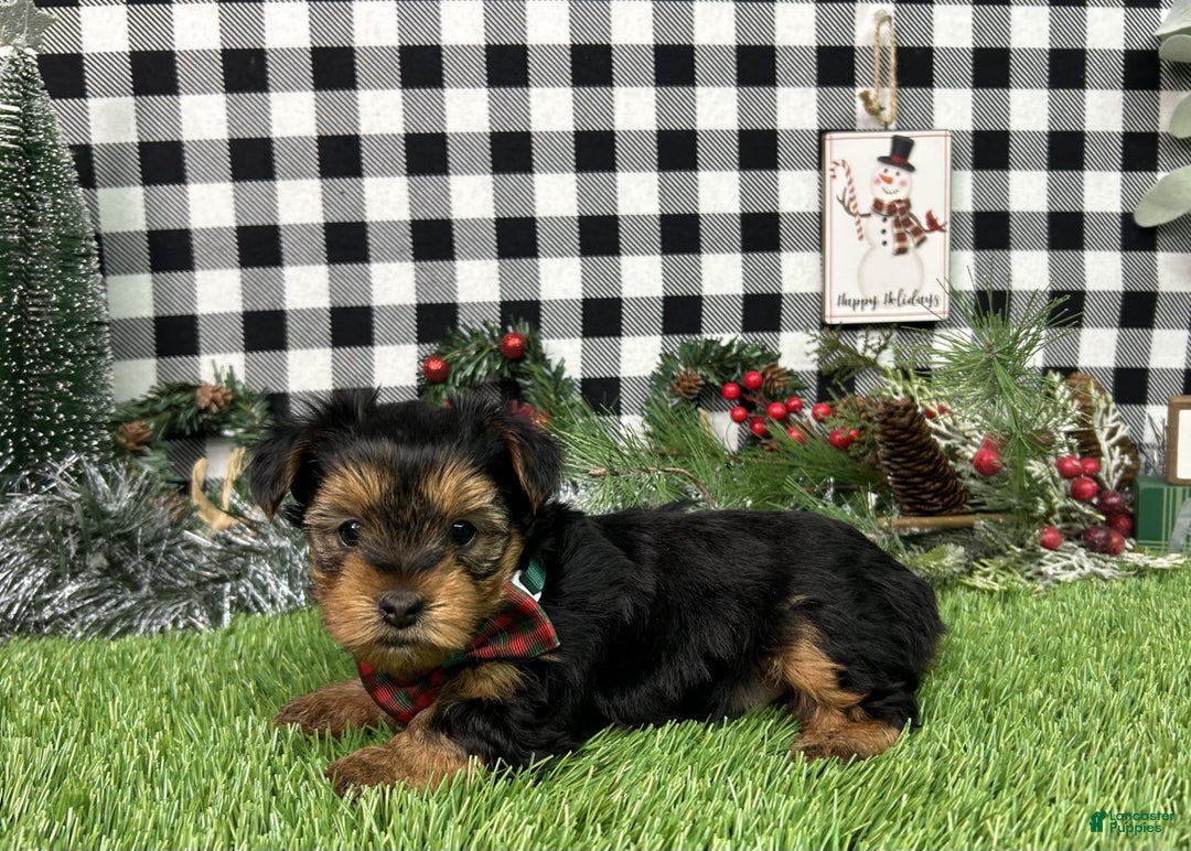 Yorkshire Terrier dogs for sale: Teddy - Ad 7