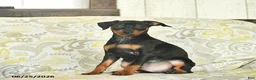 Miniature Pinscher dogs for sale: Hawkeye  - Ad 2