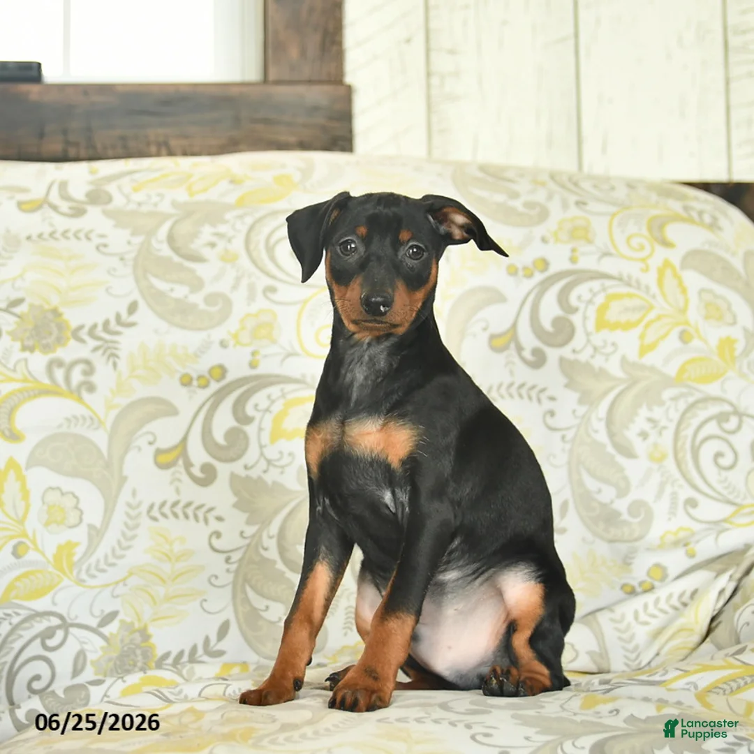 Miniature Pinscher dogs for sale: Hawkeye  - Ad 2