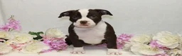 American Bully dogs for sale: American Bully female - Ad 2