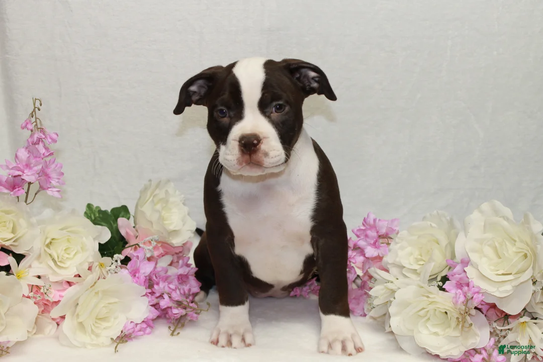 American Bully dogs for sale: American Bully female - Ad 2