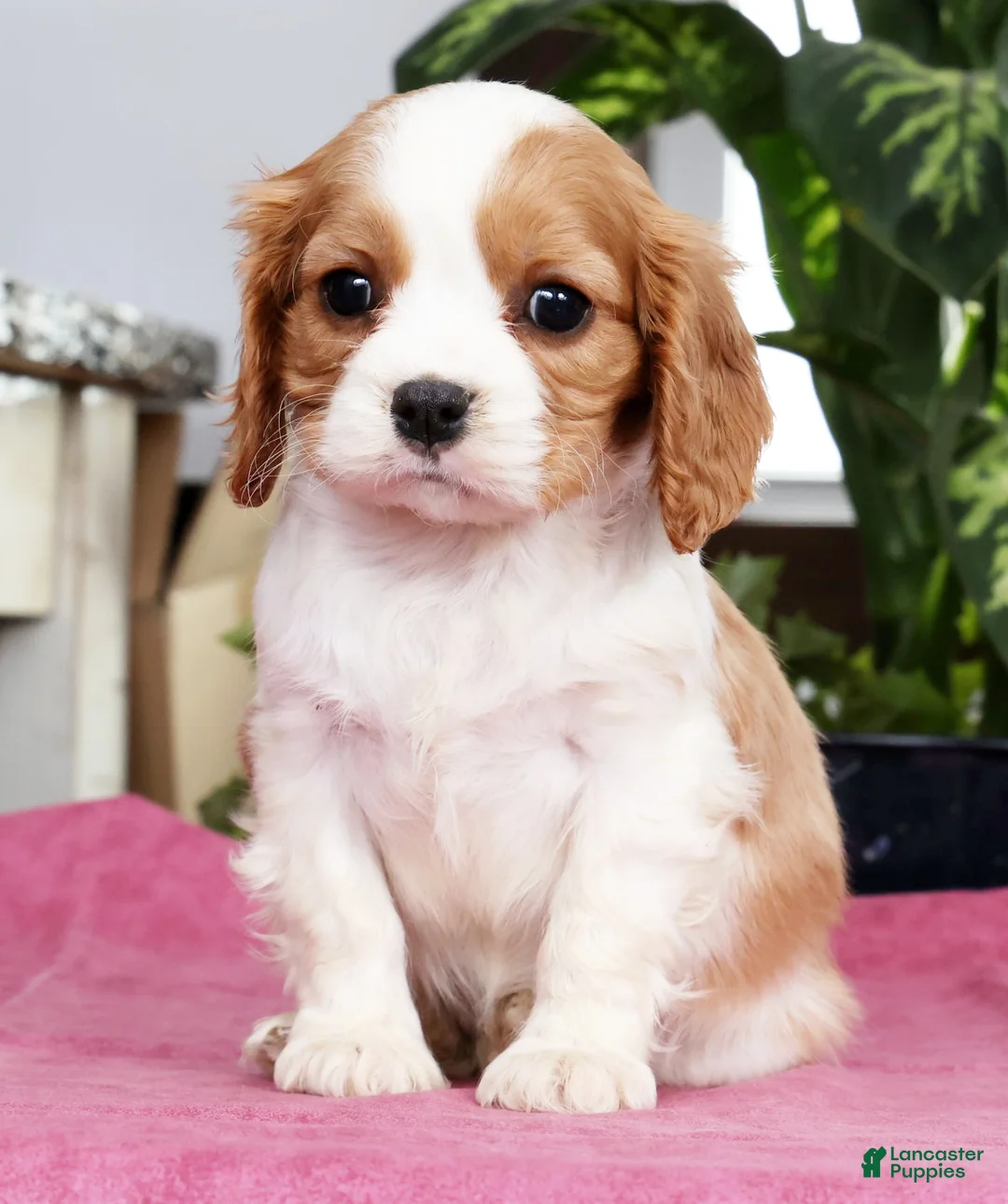 Cavalier King Charles Spaniel dogs for sale: Shelly - Ad 1