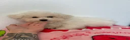 Maltipoo dogs for sale: Cupcake  - Ad 1