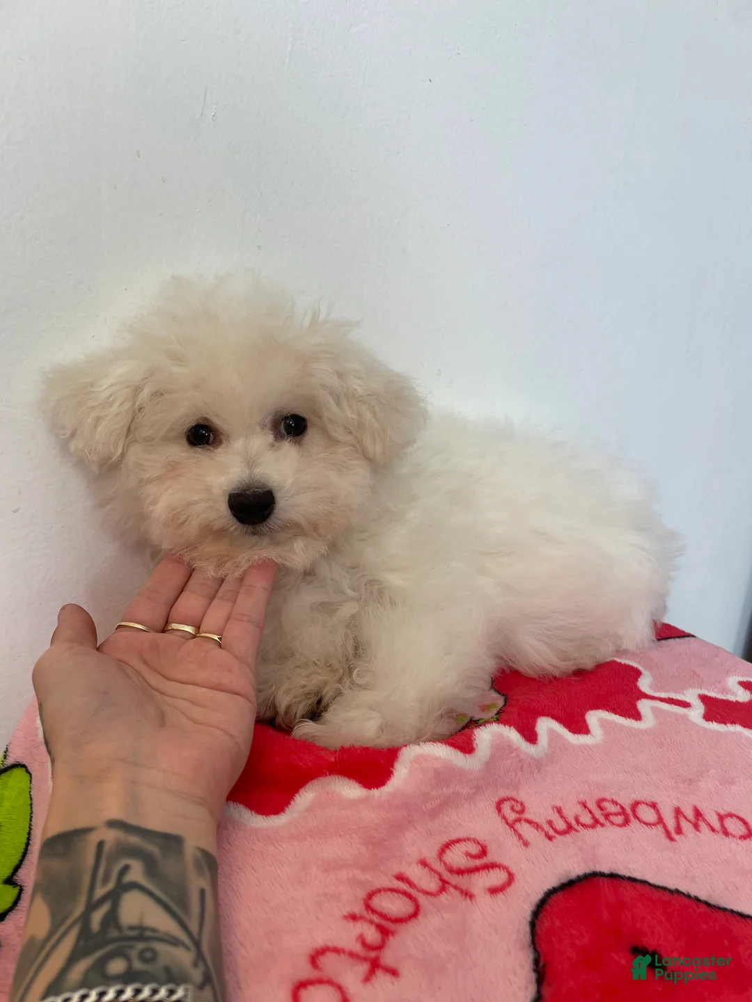 Maltipoo dogs for sale: Cupcake  - Ad 1