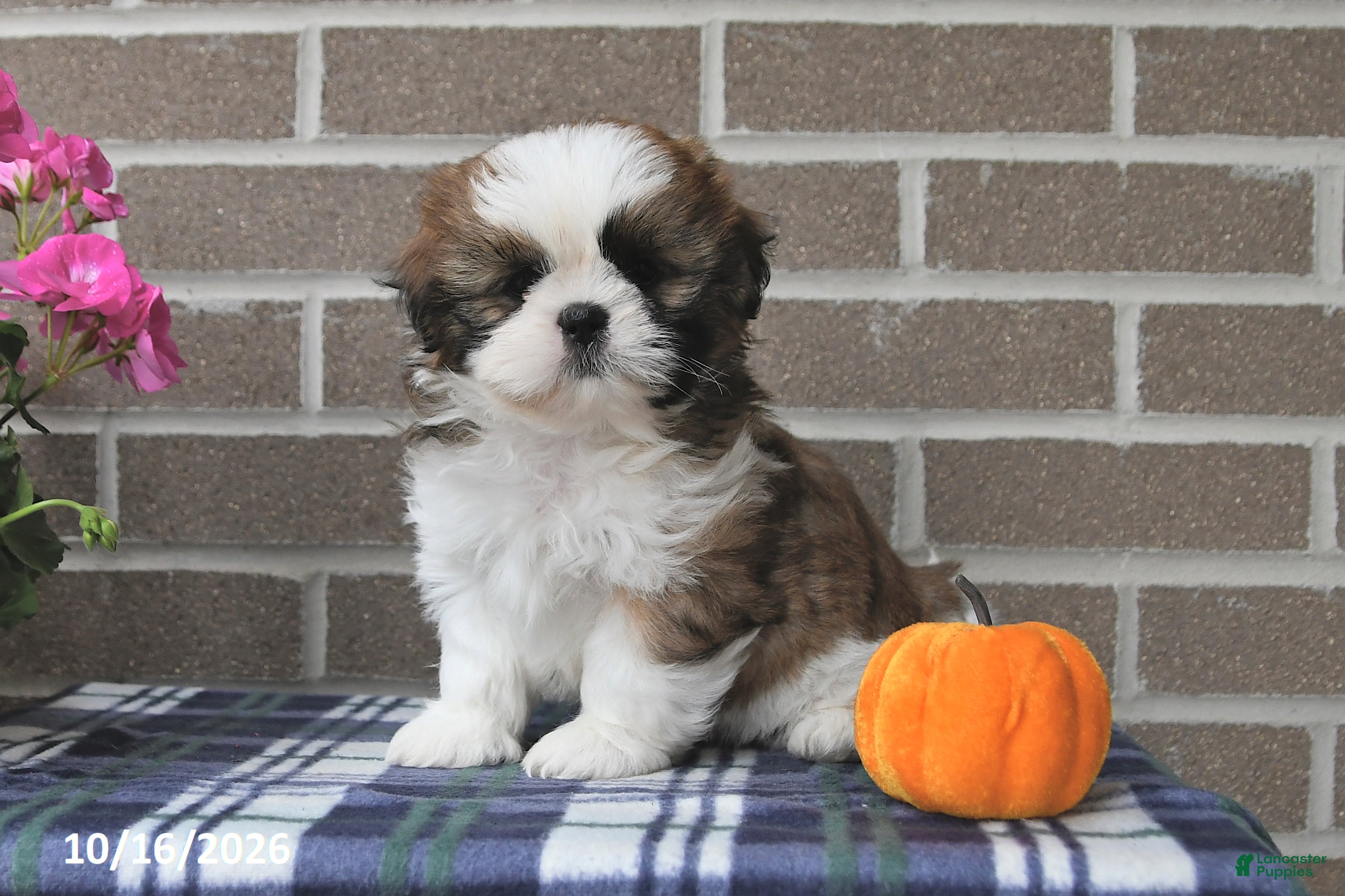 Shih Tzu dogs Chester - Ad 1