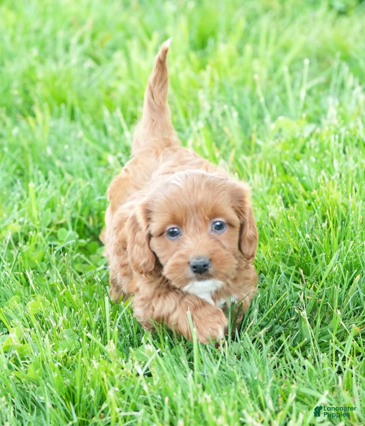 Cavapoo dogs Natasha - Ad 2
