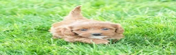 Cavapoo dogs for sale: Natasha - Ad 2