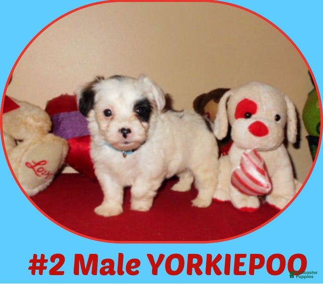 Yorkiepoo dogs Yorkiepoo 1 - Ad 17