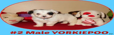 Yorkiepoo 1