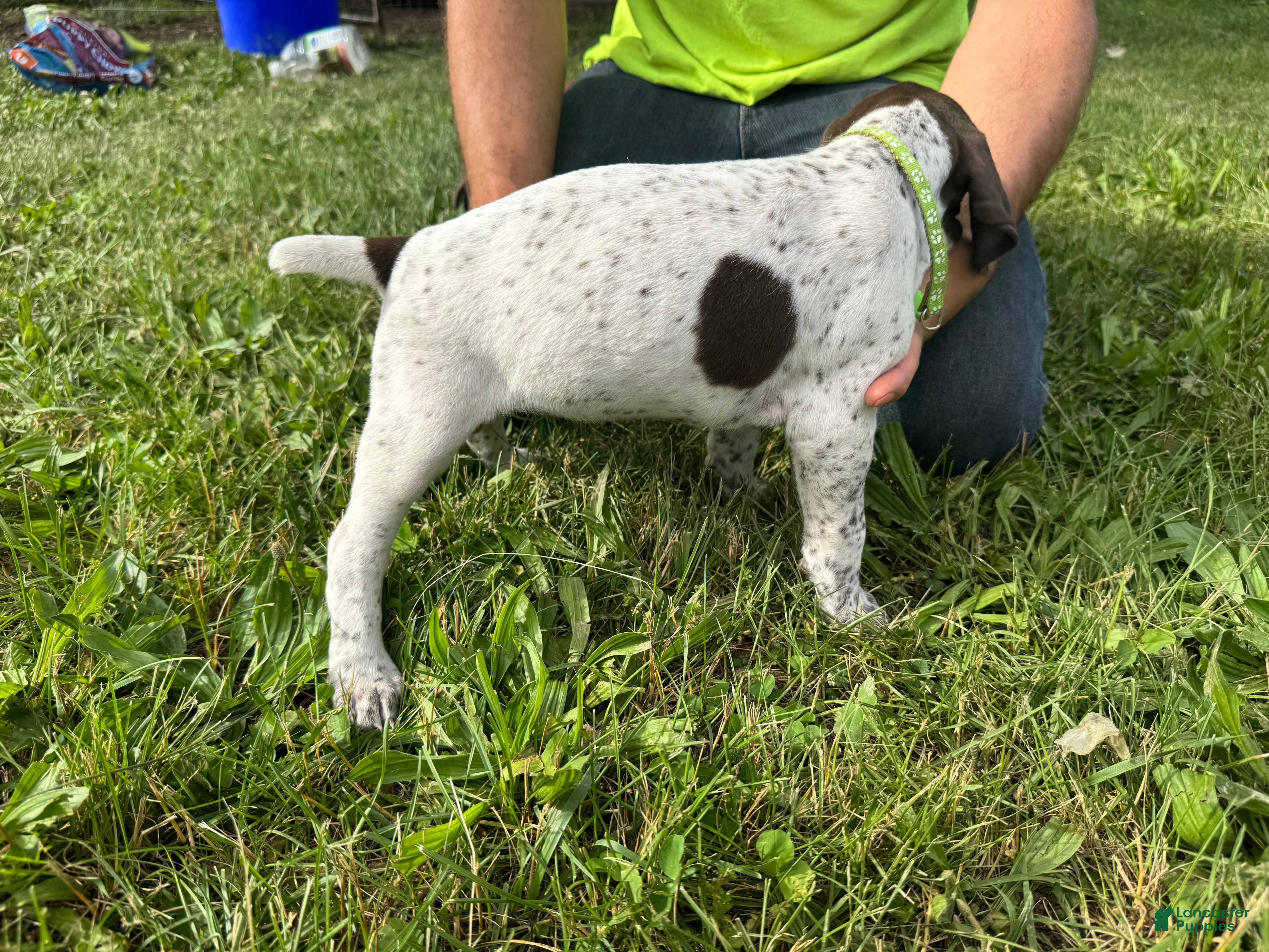 German Shorthaired Pointer dogs Light Green Girl - Ad 2